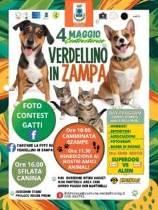 Verdellino in zampa